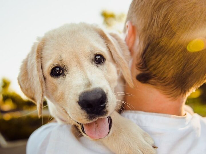 Pet Therapy non è solo coccole: gli aspetti terapeutici svelati