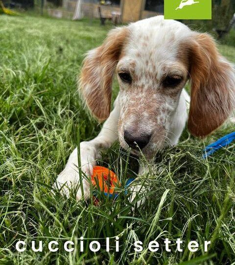 CUCCIOLI