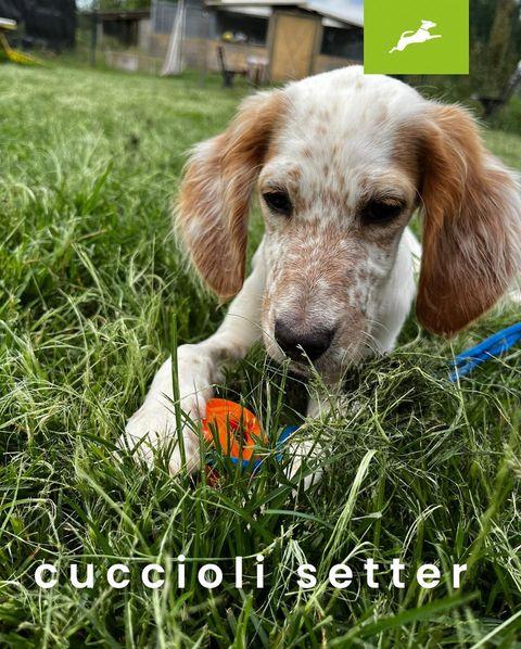 CUCCIOLI