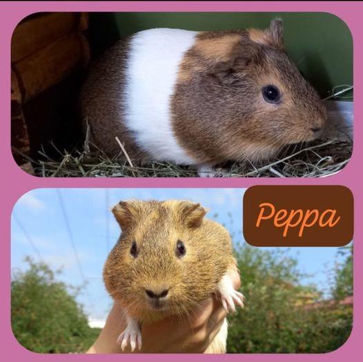 PEPPA