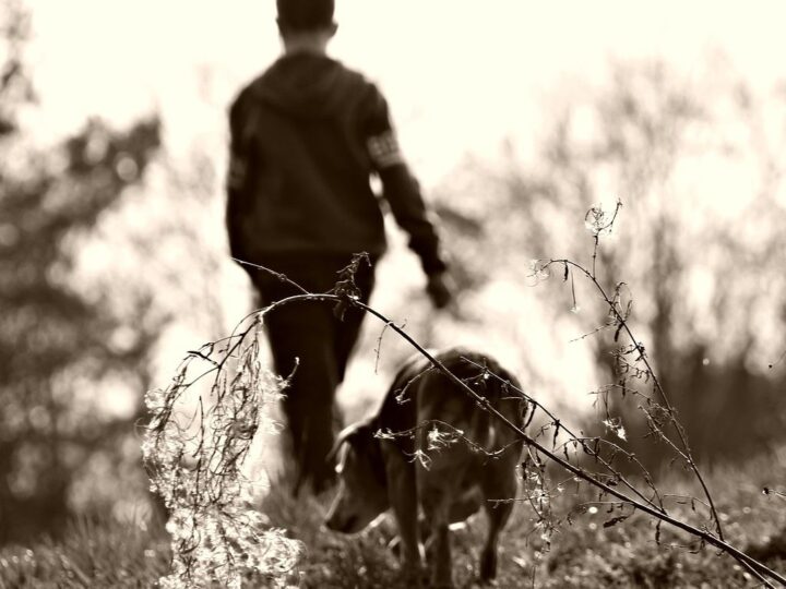 Come controllare se il cane ha le zecche e rimuoverle