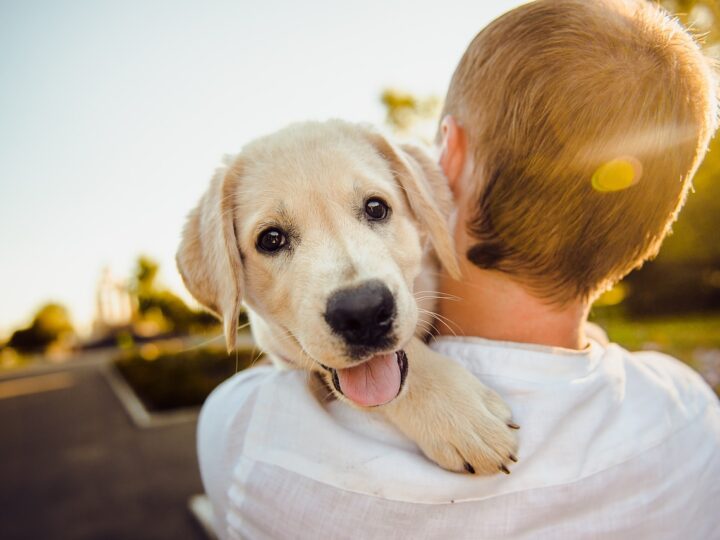 Quale cucciolo scegliere come primo cane? Le razze migliori