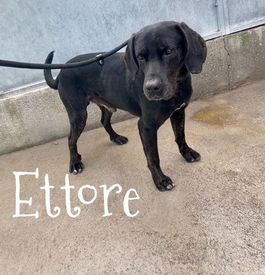 ETTORE