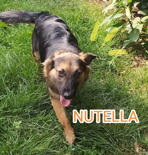 NUTELLA