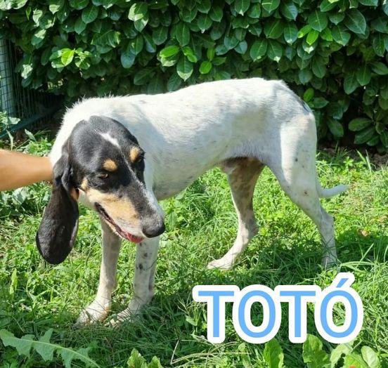 TOTO’