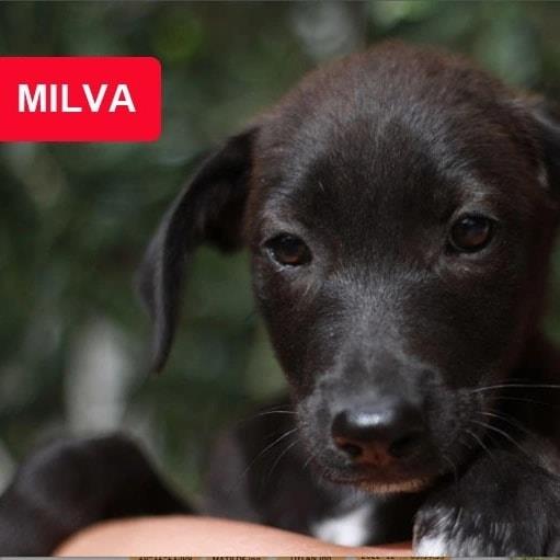 MILVA