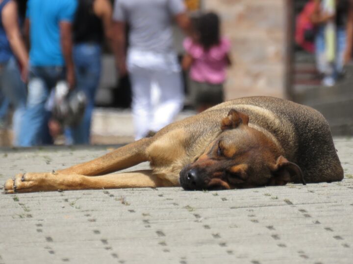 Come segnalare un cane maltrattato