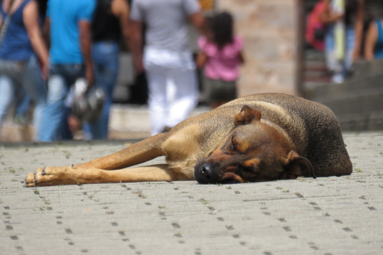 Come segnalare un cane maltrattato