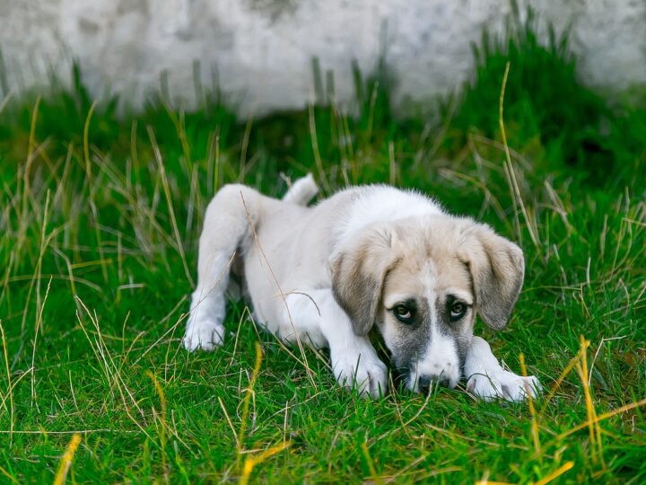 Il cane può prendere il raffreddore