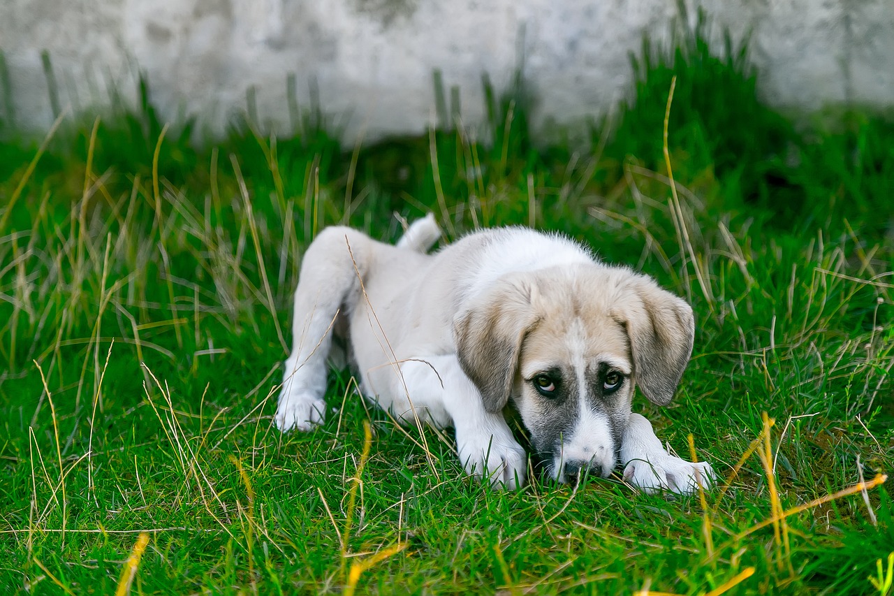 Il cane può prendere il raffreddore