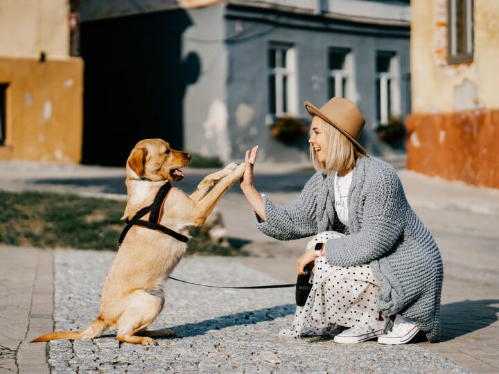 Quanto costa adottare un cane