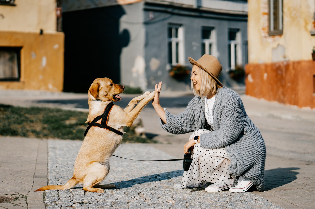 Quanto costa adottare un cane