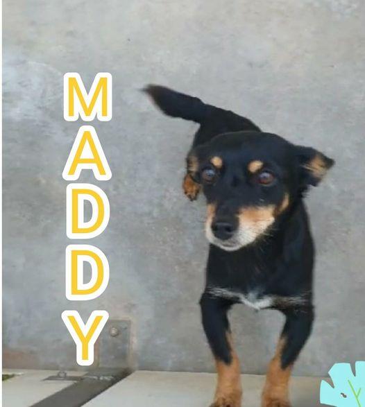 MADDY