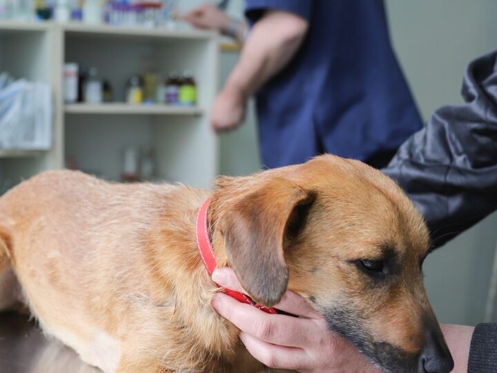 Quanti vaccini deve fare un cane