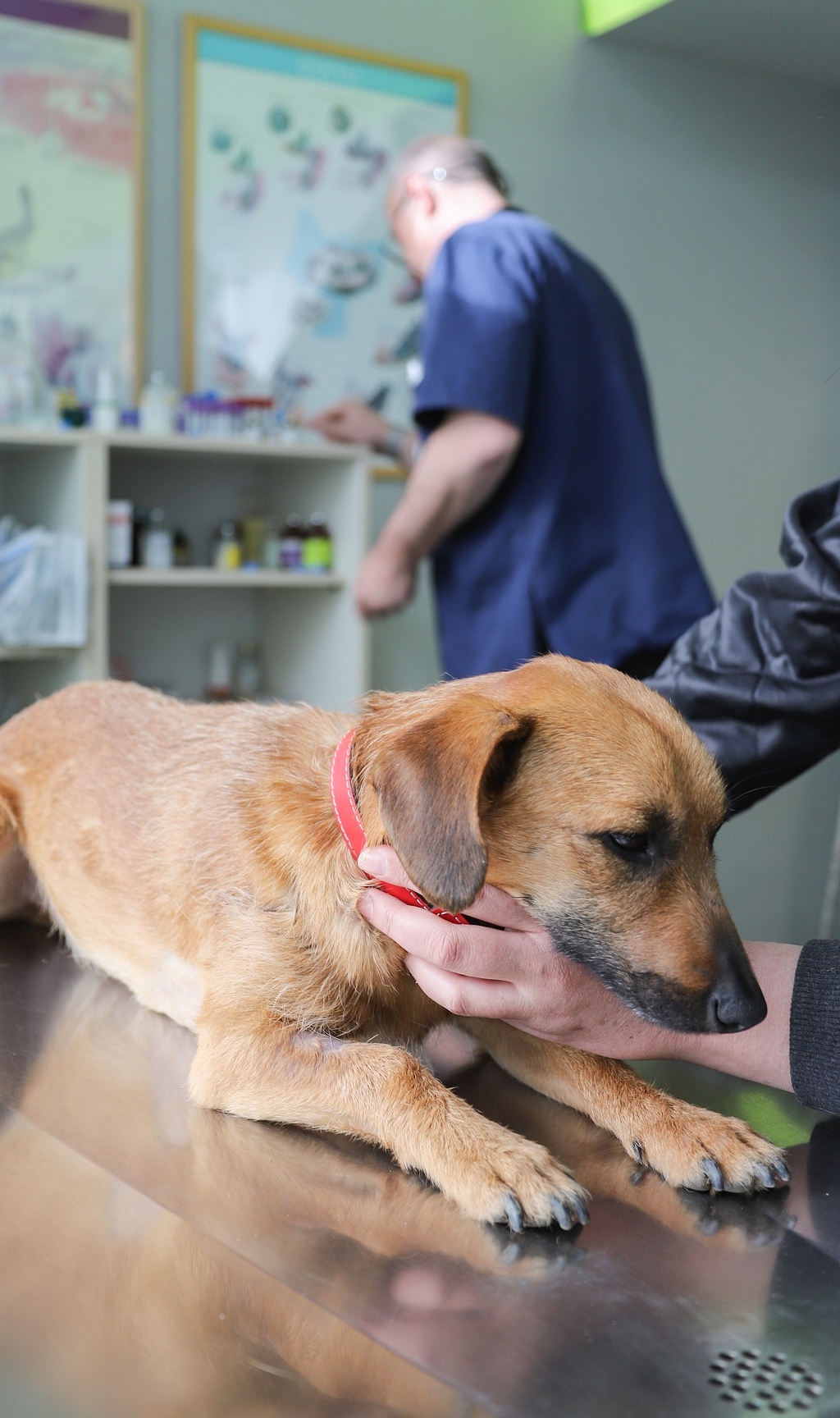 Quanti vaccini deve fare un cane