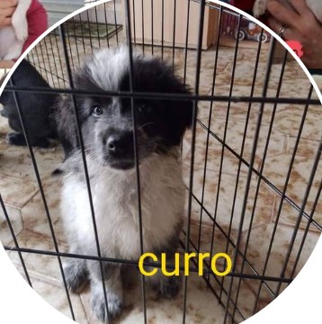 curro