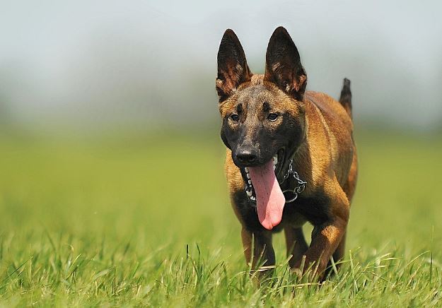 Pastore Belga Malinois: caratteristiche e curiosità su questa razza canina