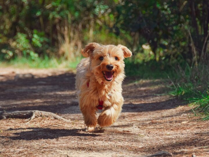 Quanto dura la muta del cane: tempi e periodi