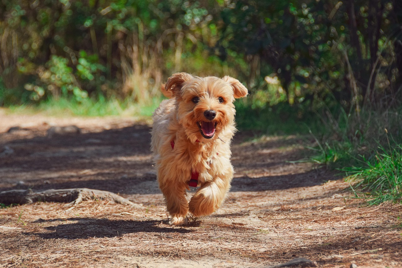 Quanto dura la muta del cane: tempi e periodi