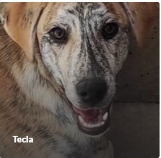 TECLA