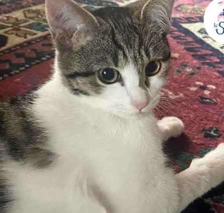 Immagine 2024-01-19 152510