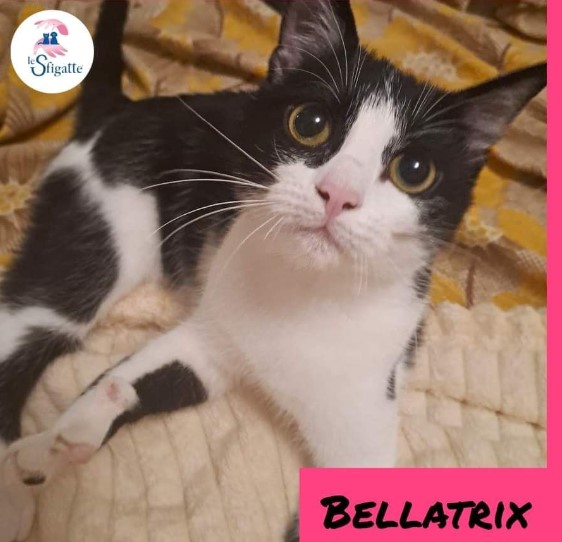 Immagine 2024-01-19 153920