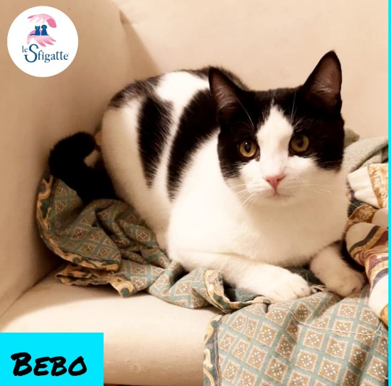 Immagine 2024-01-19 154932