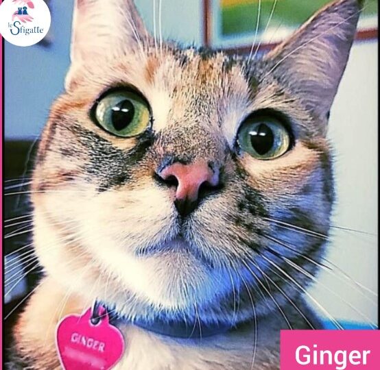 GINGER