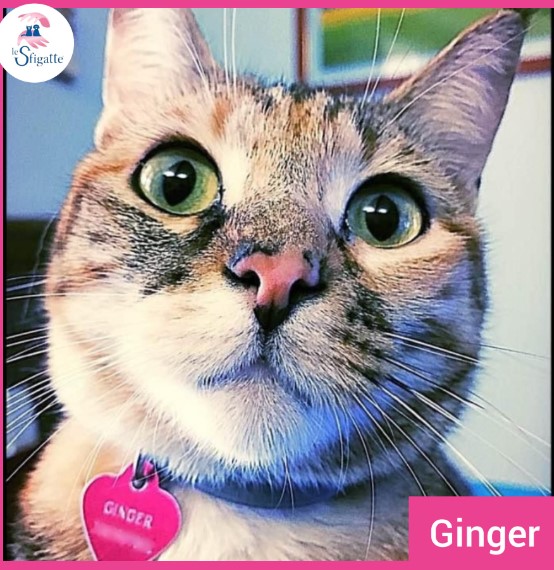 GINGER