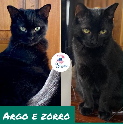 ARGO E ZORRO