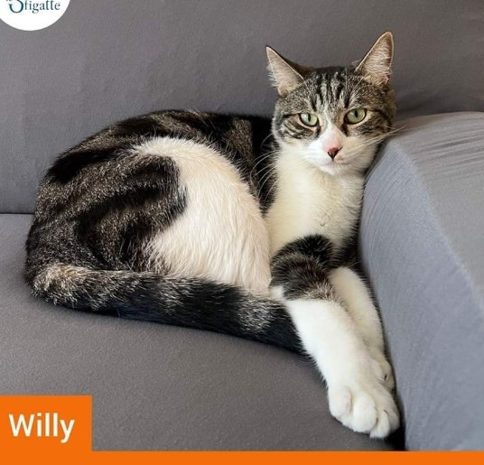 Immagine 2024-01-22 141111