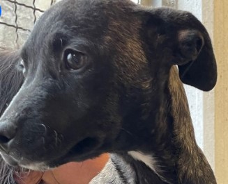 Immagine 2024-01-22 152826