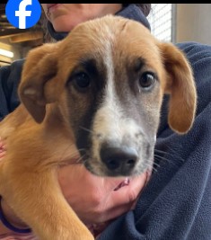 Immagine 2024-01-22 152932