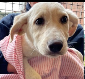 Immagine 2024-01-22 152947