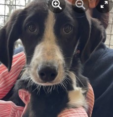 Immagine 2024-01-22 153001