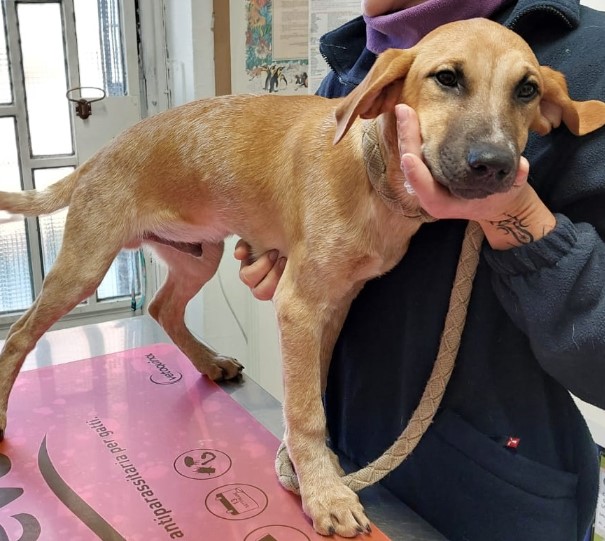 Immagine 2024-01-22 154121