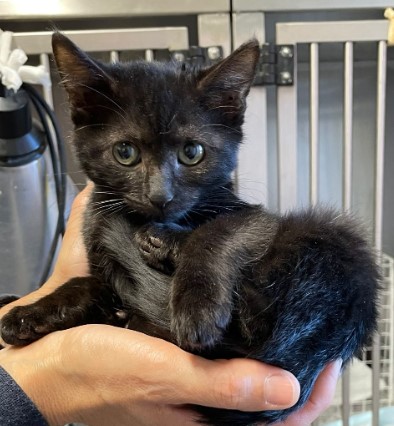 Immagine 2024-01-22 160910