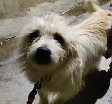 Immagine 2024-01-31 145527