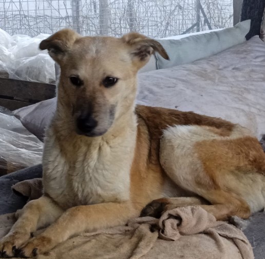 Immagine 2024-01-31 150045