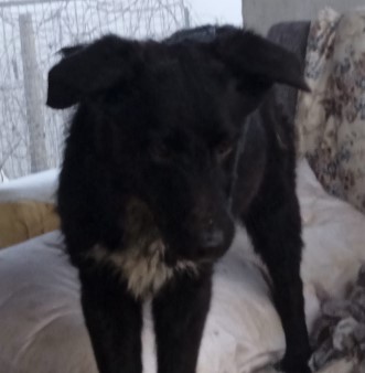 Immagine 2024-01-31 150230