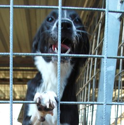 Immagine 2024-01-31 152036