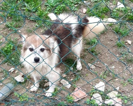 Immagine 2024-01-31 153716