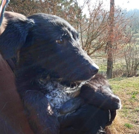 Immagine 2024-01-31 154114