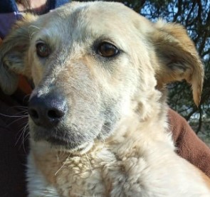 Immagine 2024-01-31 154218