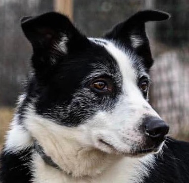 Immagine 2024-01-31 155516