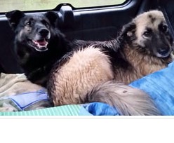 Immagine 2024-02-06 153044