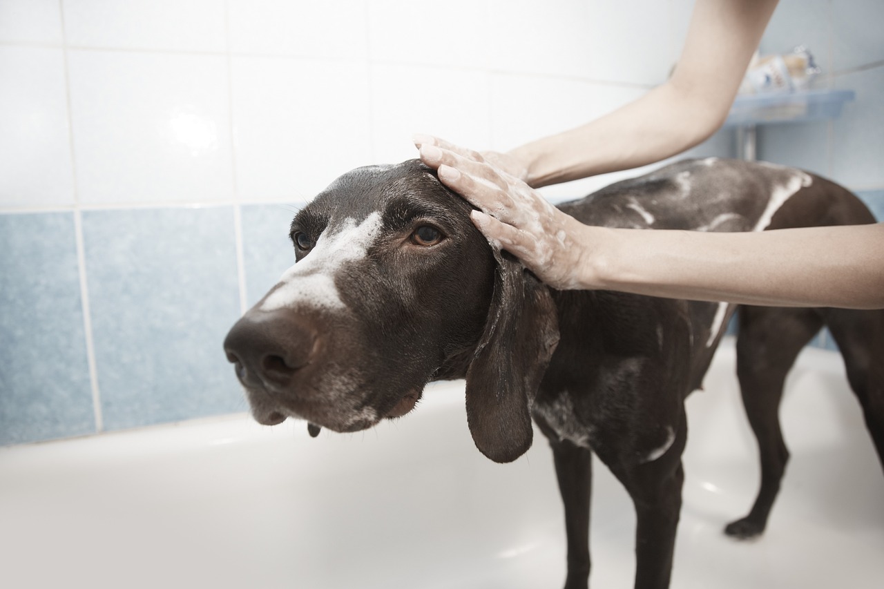 Come pulire un cane in casa con tecniche professionali ed efficaci