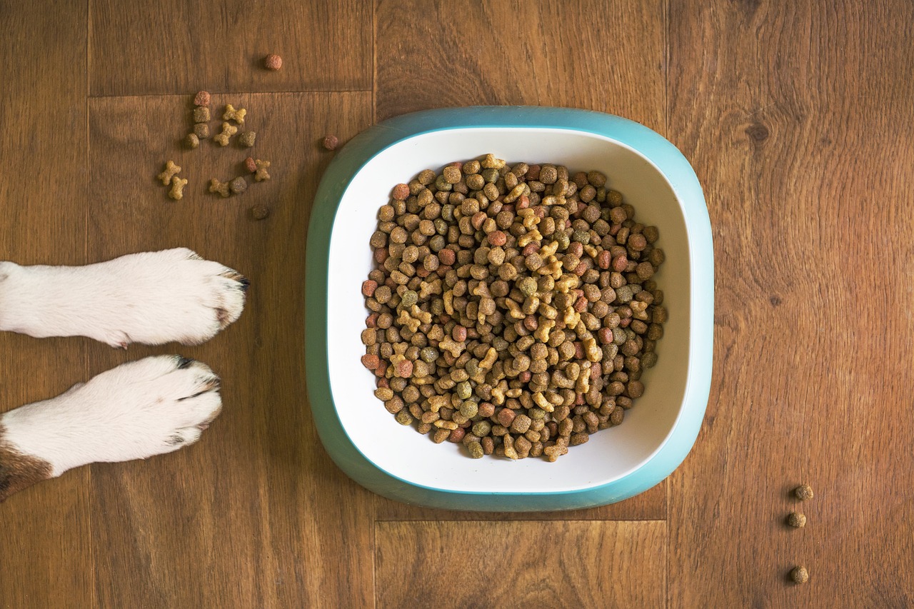 Quante volte deve mangiare un cane in un giorno