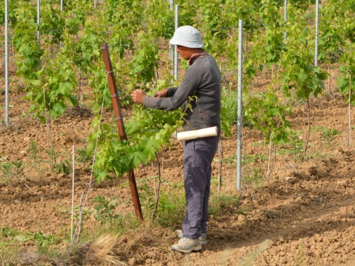 Lavoro stagionale, come funziona