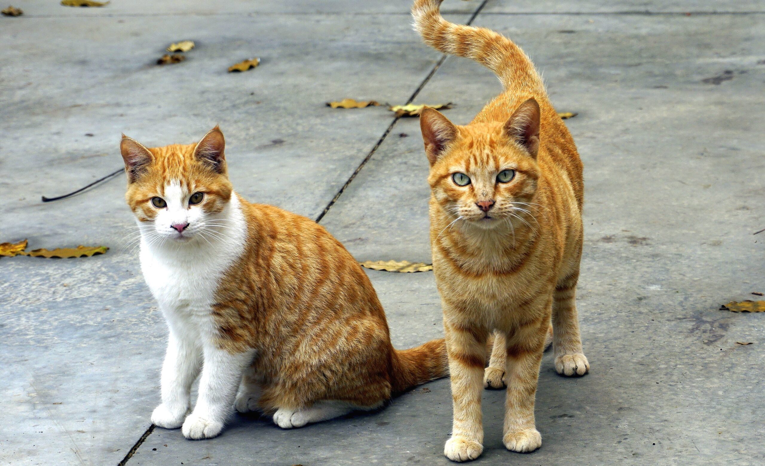 Le malattie infettive del gatto: come riconoscerle